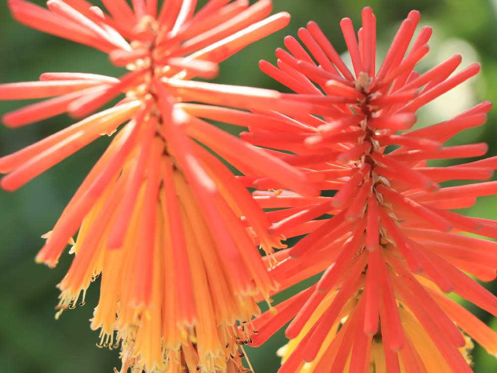 最高花 言葉 花 トリトマ