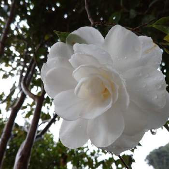 八重の白椿の画像 by ひよたろさん | 広い庭と花のある暮らしと八重の白椿
