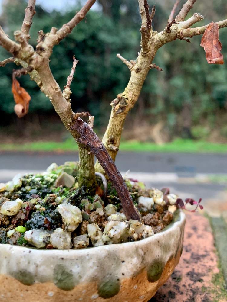 ウスキツバメエダシャクの投稿画像 By ねこたんぽさん タニワタリ 人工衛星の木 と自然と虫シリーズと花物盆栽とみどりのまとめと季節感と盆栽 月1月23日 Greensnap グリーンスナップ