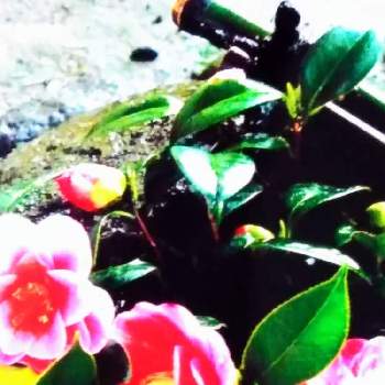 つくばいの画像 by m＆oさん | お出かけ先とお寺と通り道とつくばいと花のシリーズ