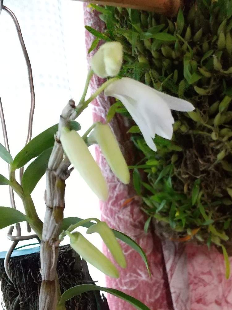 沖縄セッコク 色々 Greensnap グリーンスナップ