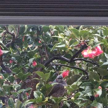 庭の椿の画像 by キントキさん | 窓辺と椿　太神楽と椿の蜜大好き鳥と❤️いいねありがとう♪といいね&フォローありがとうございます:)と庭の椿と小庭のある暮らしと小さな庭♡と今日は寒いと花のある暮らしと南の庭☀️
