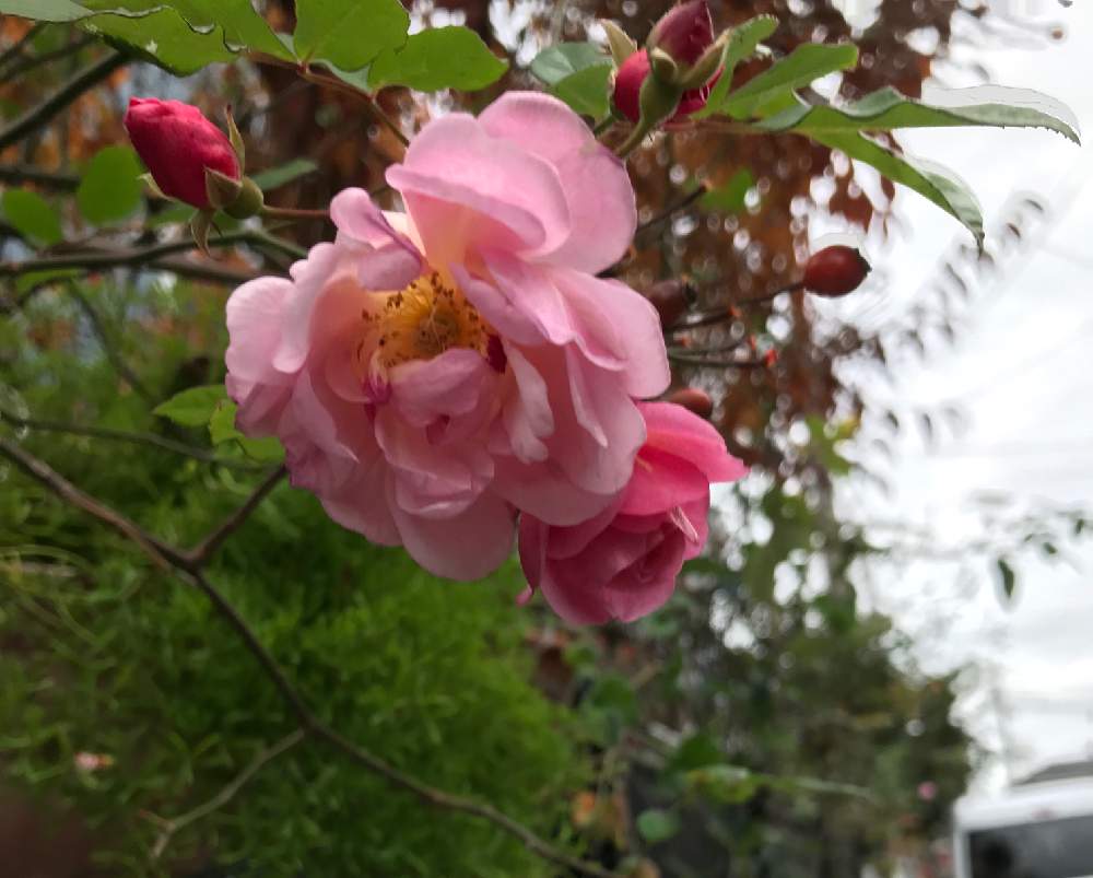 つるバラ コーネリアの投稿画像 By Ekoさん 薔薇挿し木と花のある暮らしとかわいいな とバラ ミニバラと地植え 月1月23日 Greensnap グリーンスナップ