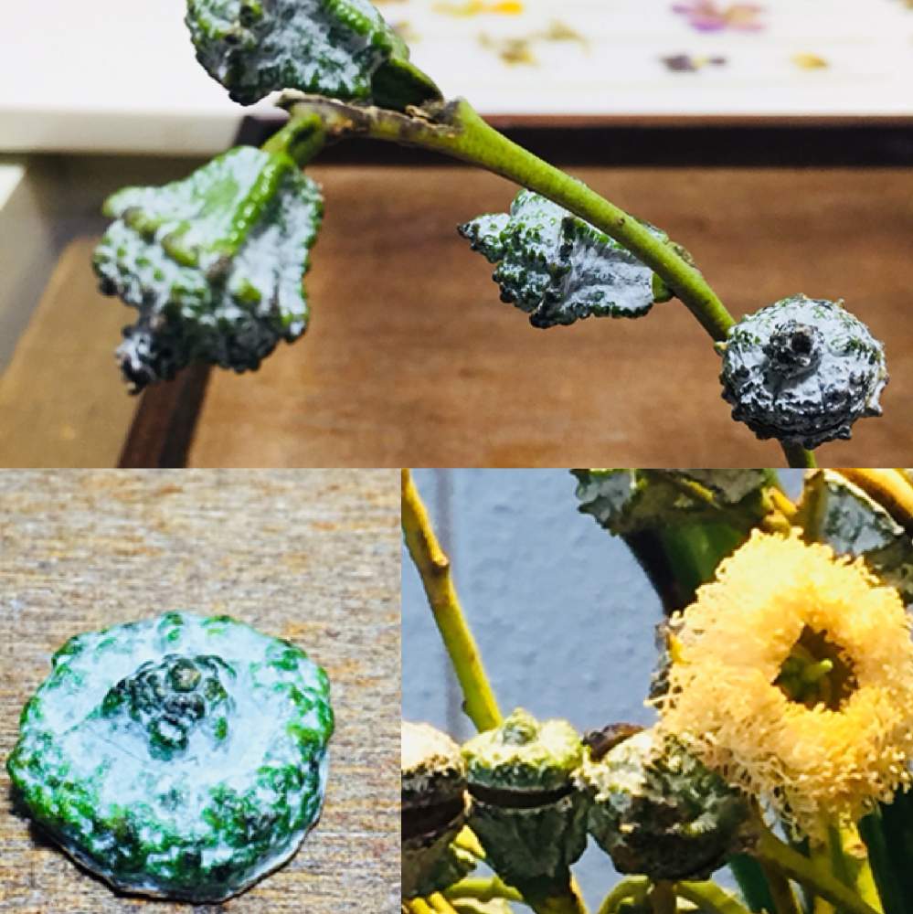 花のある暮らしの投稿画像 By にゃんたさん お花屋さんで購入 とユーカリ ブルーナッツと新人ちゃんとお出かけ先と花のある暮らしとお花屋さんで購入 と新人ちゃん 月1月23日 Greensnap グリーンスナップ Greensnap グリーンスナップ