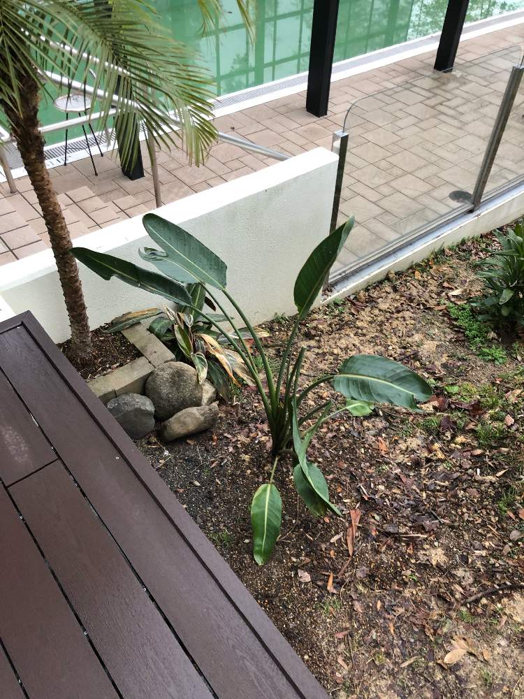 フェニックスロベレニーの投稿画像 By ナポレス農園さん ストレリチアレギネとシンノウヤシと ヤシの木と観葉植物と椰子の木と葉っぱとクイーンパームと ハイビスカスと大阪と花のある暮らしと南米と耐寒性と耐寒ヤシと地植えと関西地植え 月1月23日 Greensnap