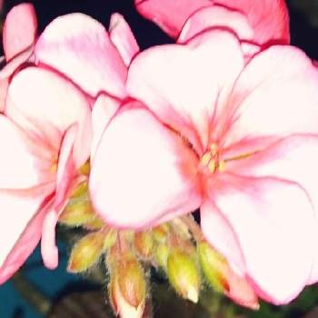 一年中咲く花の投稿画像一覧 Greensnap グリーンスナップ