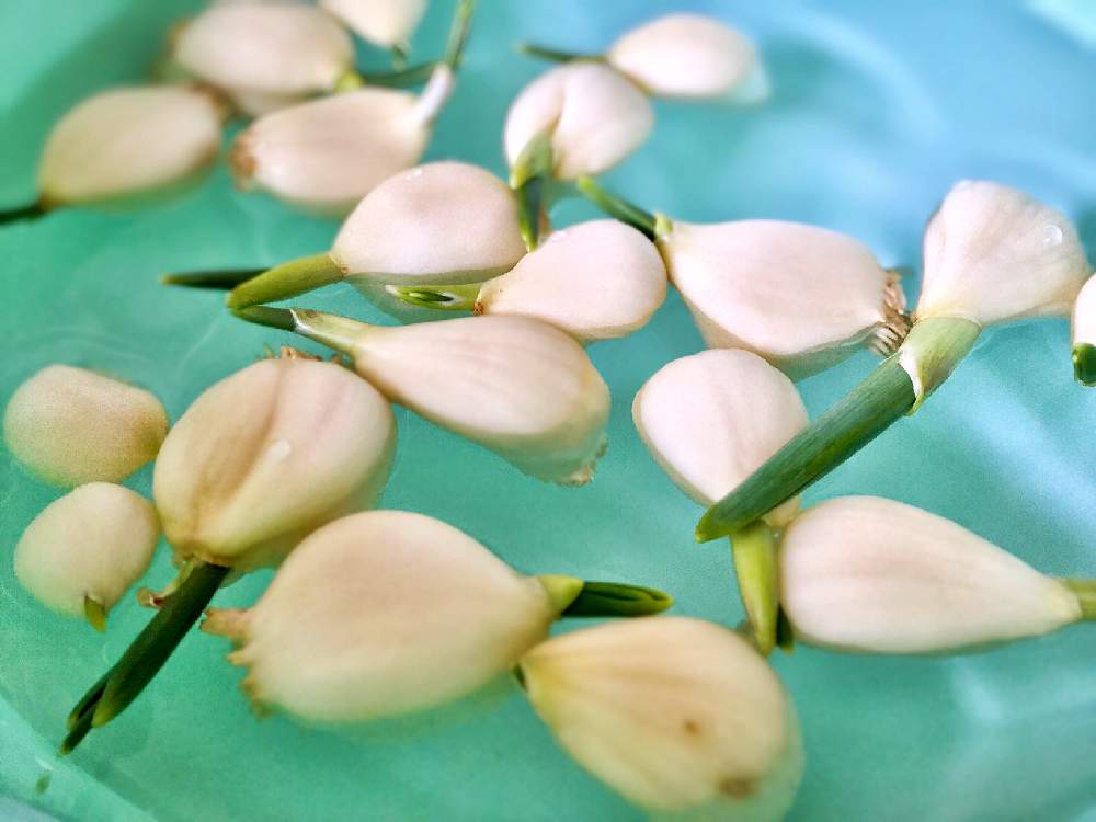 ニンニクの投稿画像 By 花生芽 かなめ さん にんにく と水やりとプチ家庭菜園と家庭菜園と発根と無農薬 家庭菜園と発芽と家庭菜園初心者と家庭菜園奮闘日記とヒガンバナ科 月1月23日 Greensnap グリーンスナップ