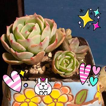 HTC,韓国鉢,GSに感謝。,多肉女子,たにおたくらぶの画像