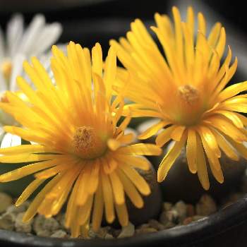 リトープス✧,窓辺の画像