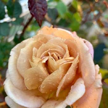 ディスタント・ドラムス,冬に咲く花フォトコン,ばら バラ 薔薇,クリスマスローズの花,薔薇に魅せられての画像