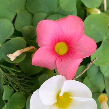 オキザリスの画像