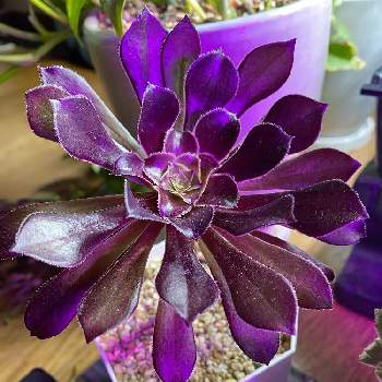 黒法師,多肉に夢中,GS映え,一日の始まり,お気に入り❤️の画像