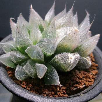 多肉中毒,多肉植物,我が家の多肉,多肉大好き,ハオルチア属ベヌスタの画像