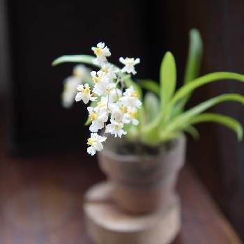 オンシジウム,オンシジウム・トゥインクル,みどりのある暮らし,冬に咲く花フォトコン,ゆみさんちの庭あそびの画像