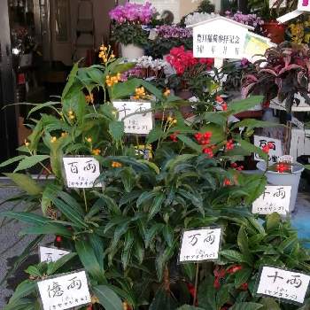 一両 十両 百両 千両 万両 億両の投稿画像一覧 Greensnap グリーンスナップ