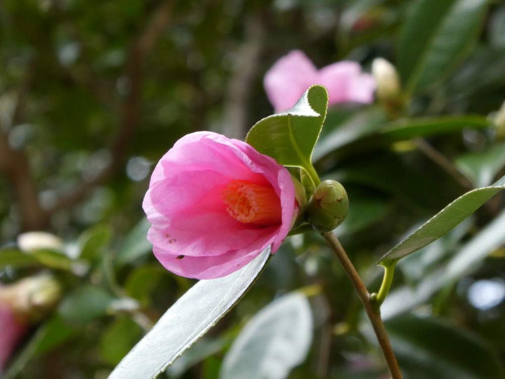 ツバキ 有楽の投稿画像 By Minoさん 東山植物園と植物のある暮らしとツバキの花と植物散策とツバキ科と植物園と植物散歩と東山植物園椿 園と花のある暮らしとツバキ図鑑とツバキ品種 月1月24日 Greensnap グリーンスナップ