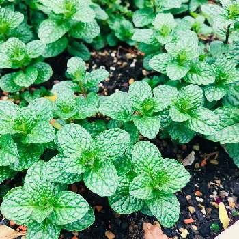 ベストミント 種類 花 すべての美しい花の画像