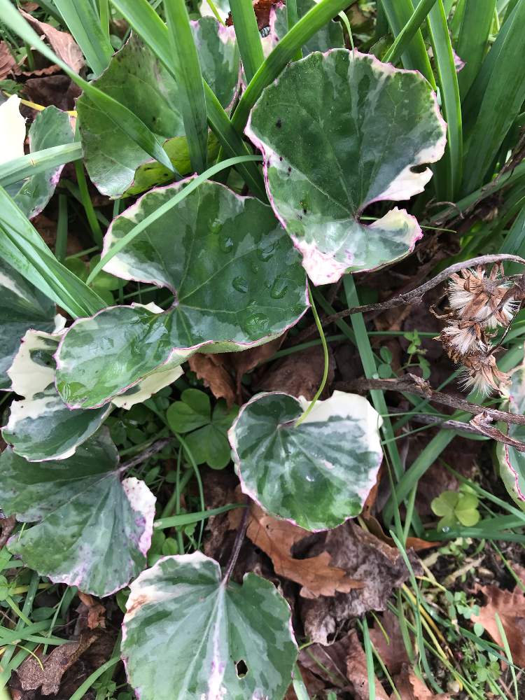 ツワブキの投稿画像 By めるさん 斑入りツワブキと花のある暮らしと錦の日 月1月24日 Greensnap グリーンスナップ