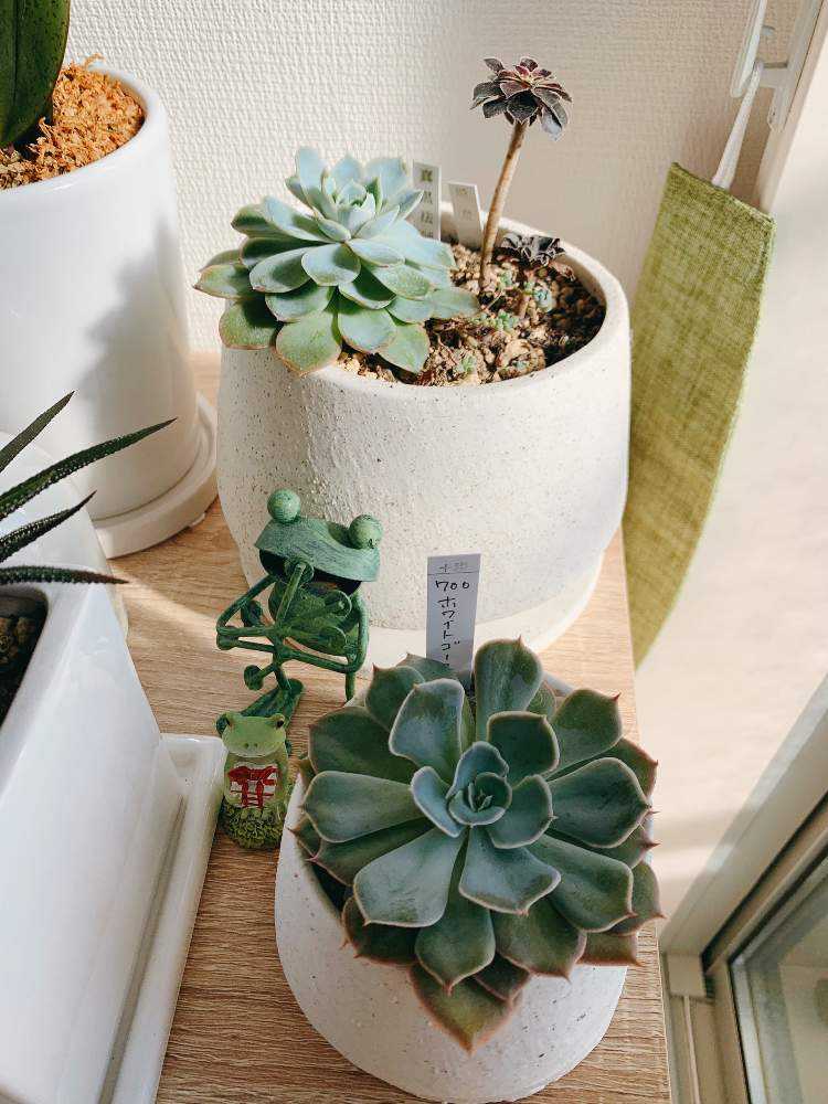 多肉4種の成長記録｜🍀GreenSnap（グリーンスナップ）