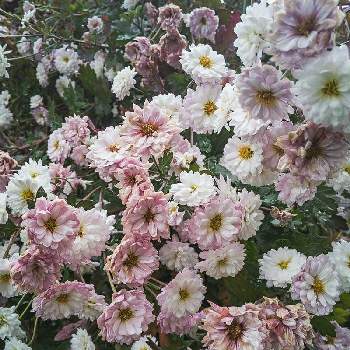 白い小菊の画像 by otoさん | お出かけ先と白い小菊と白い花ととある花壇と2020新春