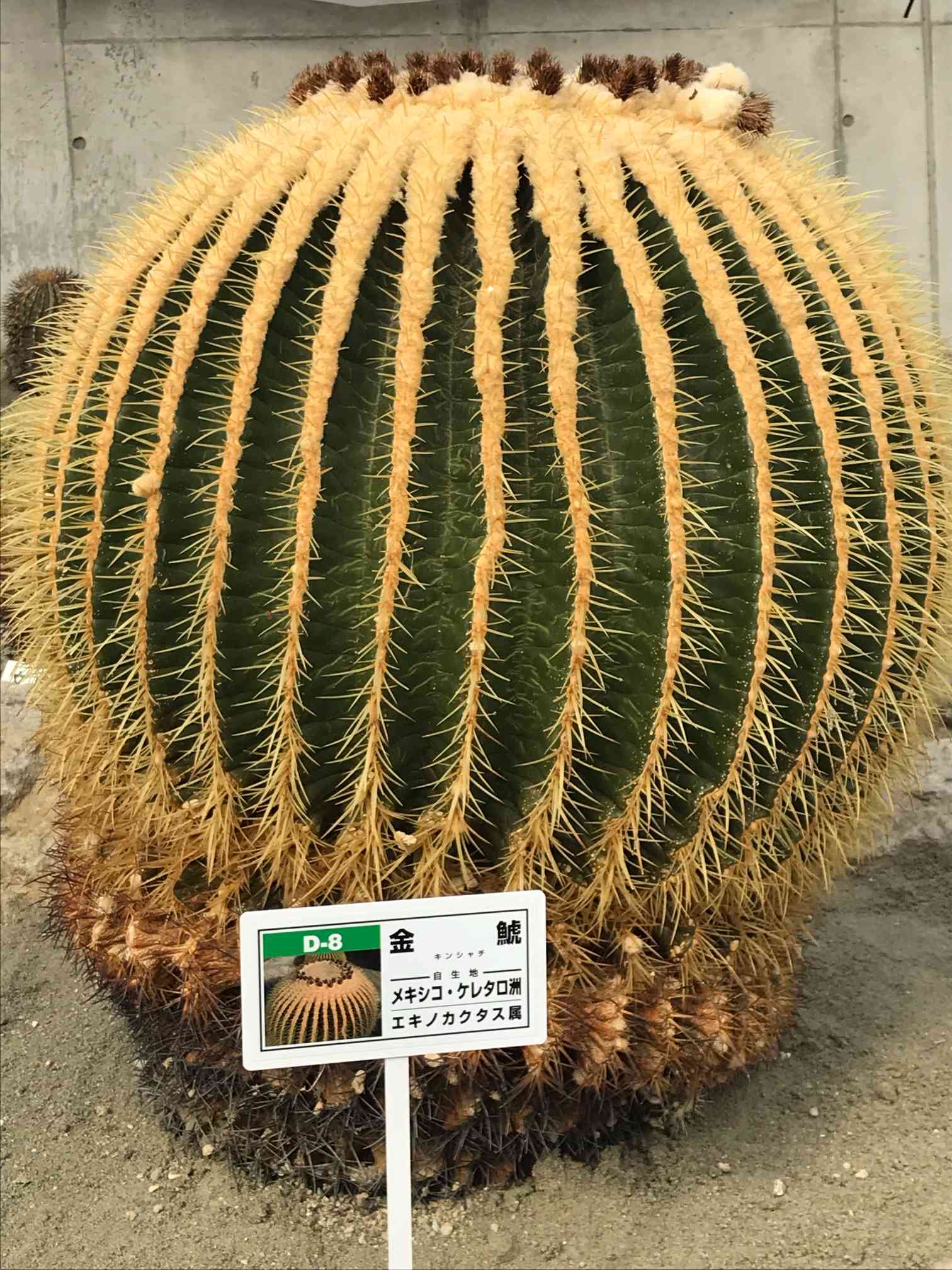 逢瀬公園のサボテン園｜🍀GreenSnap（グリーンスナップ）