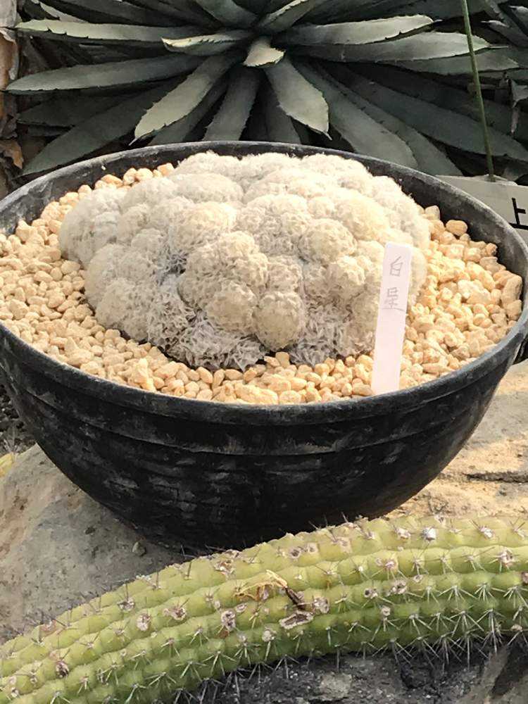 逢瀬公園のサボテン園｜🍀GreenSnap（グリーンスナップ）