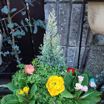 サルフレアの画像 by タイムガーデンさん | アプローチとラナンキュラスとサルフレアと薔薇咲きジュリアンと花のある暮らしと冬に咲く花フォトコン