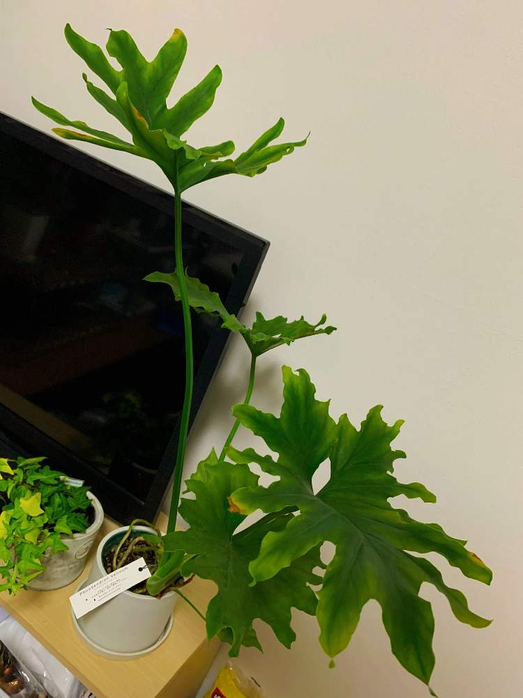 フィロデンドロン セロームの投稿画像 By Miiiさん 観葉植物とドライフラワーと植物女子 月1月24日 Greensnap グリーンスナップ