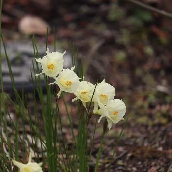 原種水仙バルボコジウムモノフィラスの投稿画像一覧 Greensnap グリーンスナップ