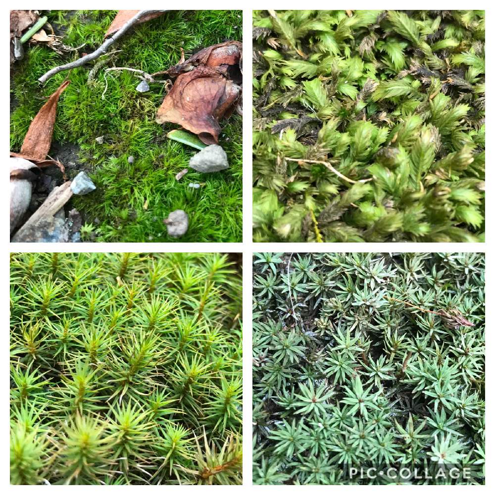 4種類の苔の投稿画像 By サーさん 小さな庭と花のある暮らしとと花のある暮らしと 月1月24日 Greensnap グリーンスナップ Greensnap グリーンスナップ
