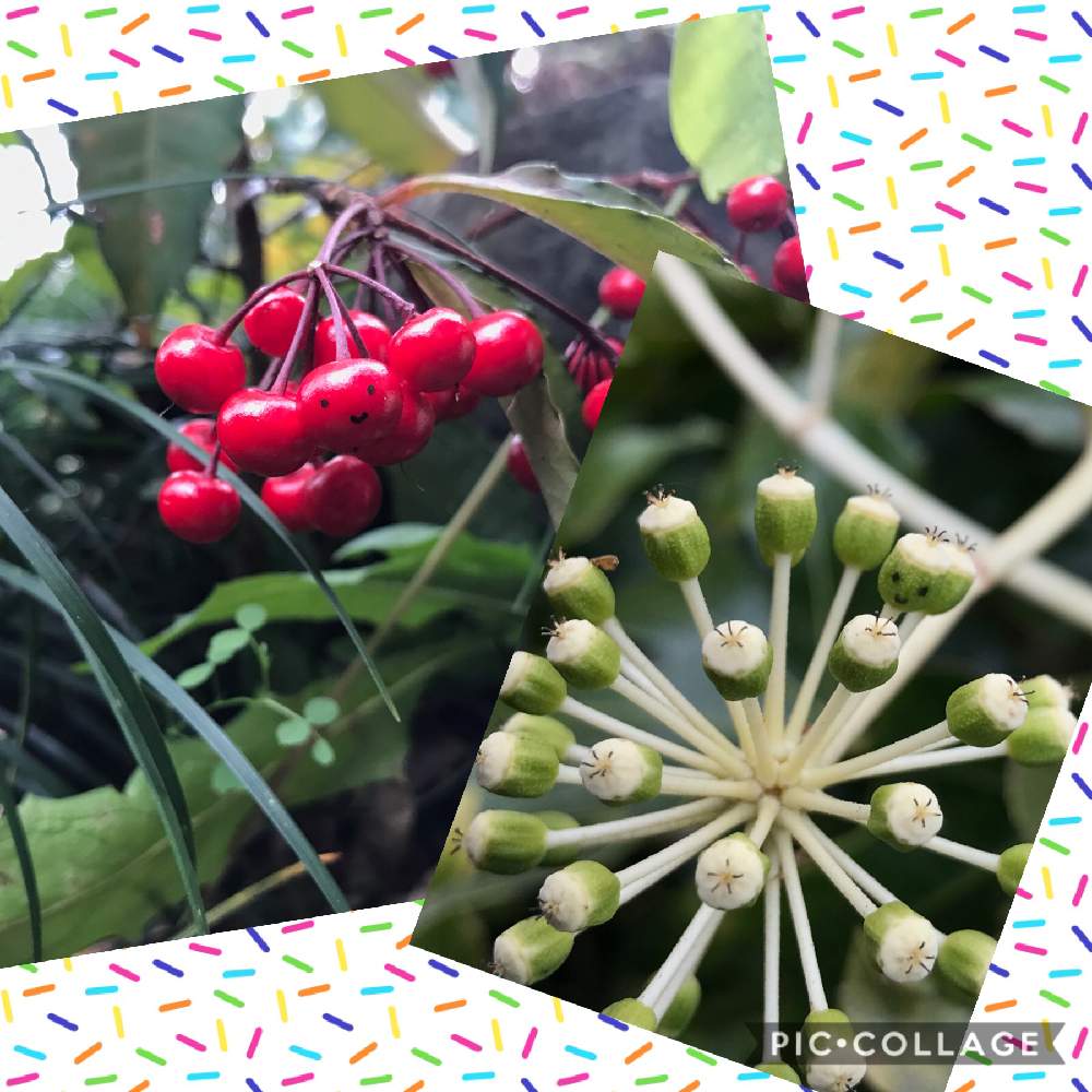 ニコニコしたヤツデの花の後の投稿画像 By サーさん ニコニコした万両の実と赤い実と花のある暮らしと 月1月24日 Greensnap グリーンスナップ