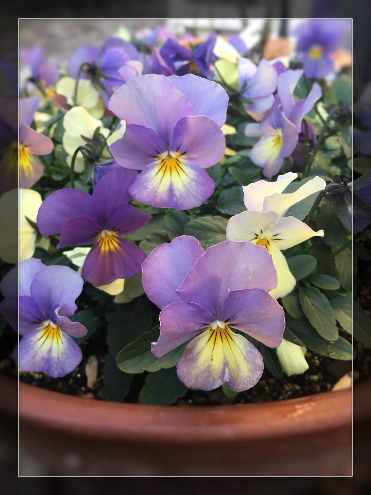 庭の花の投稿画像 By ミーシャさん 花のある暮らしとお庭でお茶と庭の花でアレンジ 月1月24日 Greensnap グリーンスナップ