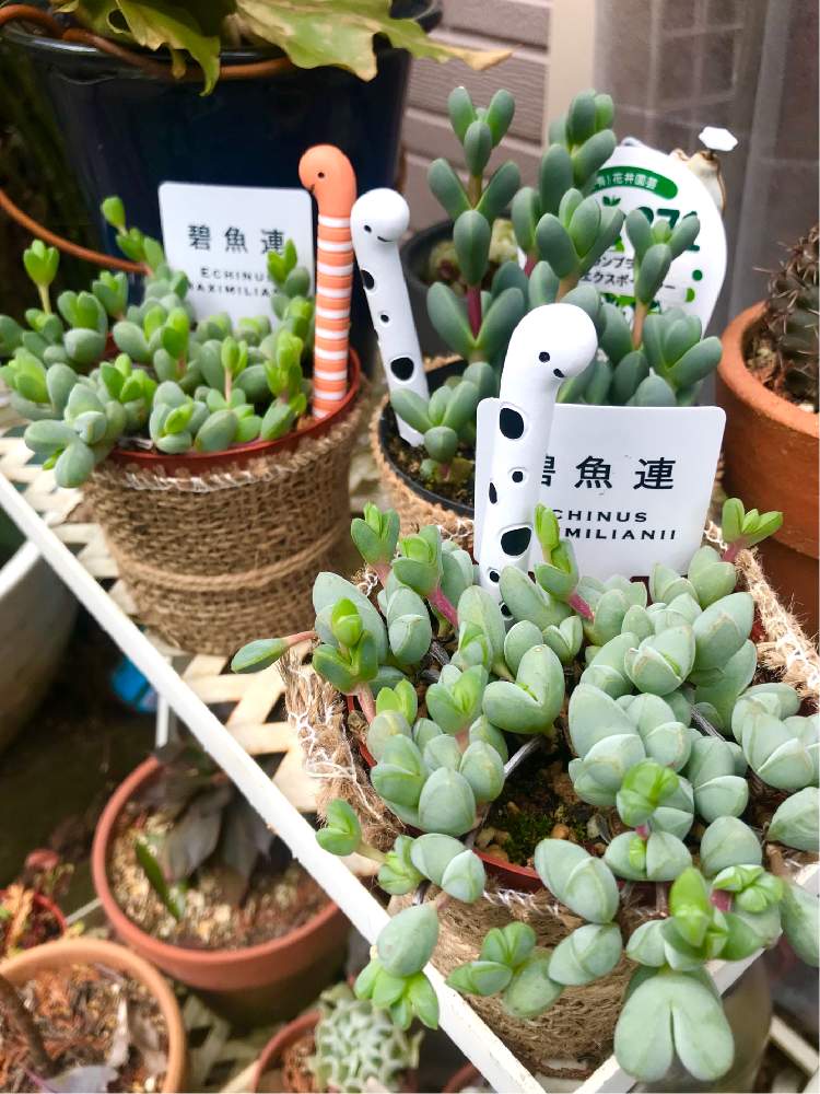 小さな庭の投稿画像 By Nontanさん 多肉植物とチンアナゴのガーデンピックと多肉日和とラプランツ エクスポージャーと 碧魚連と多肉植物 とチンアナゴのガーデンピックと多肉日和とラプランツ エクスポージャーと 碧魚連 月1月24日 Greensnap グリーンスナップ