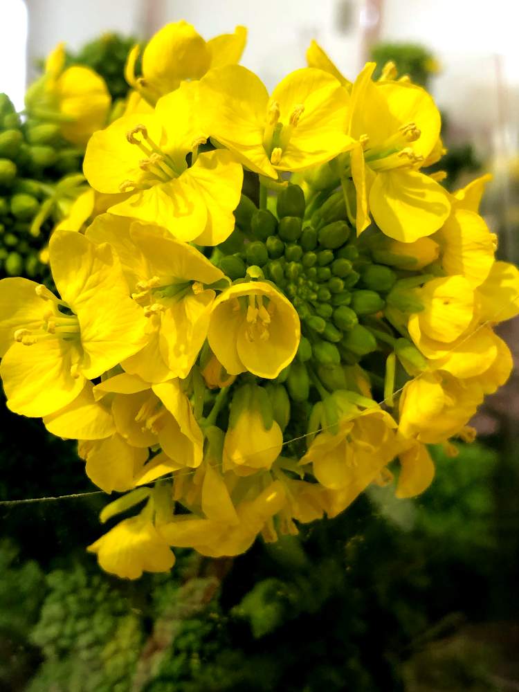 アブラナの花の投稿画像 By 森のくまさんさん お気に入り と田舎大好きと自然大好きと生き物大好きと仕事の合間 油売りより と花のある暮らしと皆さまの安全願います 月1月24日 Greensnap グリーンスナップ
