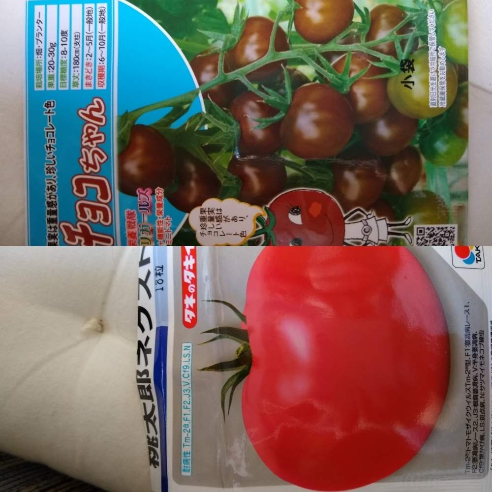 1月種まきぶんのトマト Greensnap グリーンスナップ