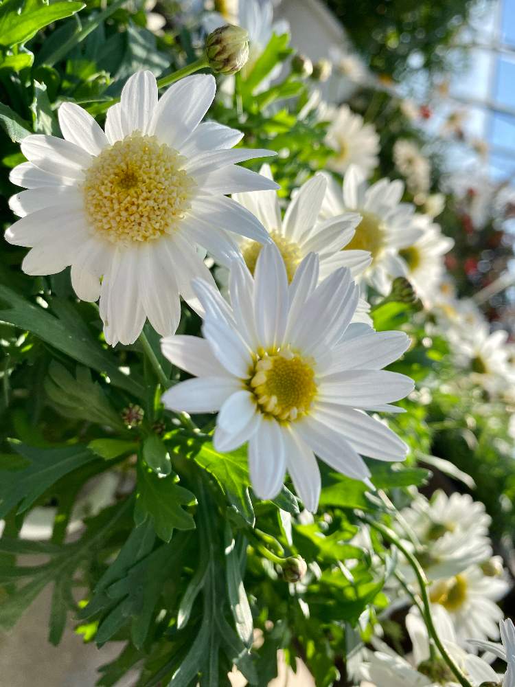 マーガレット スノーの投稿画像 By さいたまさん マーガレットと一輪の魅力と近所の園芸店とイキイキ と小さい花の癒し と花のある暮らしと花びら の魅力 と白い花好き 月1月25日 Greensnap グリーンスナップ