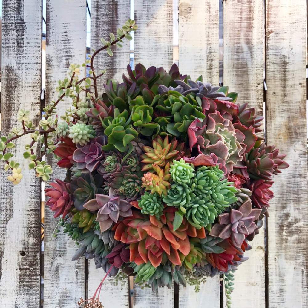 新商品 ビッグハンギング 多肉植物 寄せ植え チャンピオン Pharmascope Org