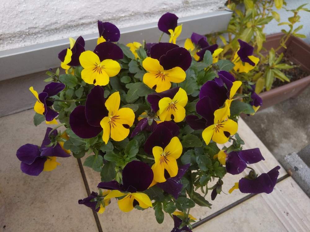 ビオラの投稿画像 By フリーフライさん 花無し日日草と花のある暮らし 月1月25日 Greensnap グリーンスナップ