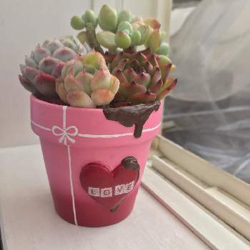 野原園芸の投稿画像一覧 Greensnap グリーンスナップ