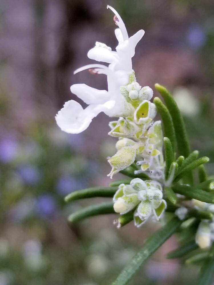 ローズマリー ホワイトの投稿画像 By エリィさん 散歩とキュンキュン乙女倶楽部 月1月25日 Greensnap グリーンスナップ