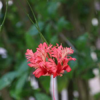 すべての花の画像 50 沖縄 花 図鑑