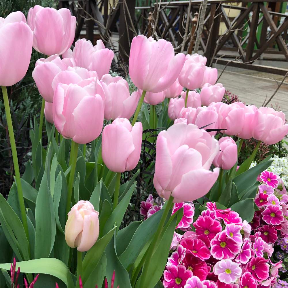 チューリップの投稿画像 By 和さん かわいいとピンクの花と花のある暮らしと チューリップ 月1月25日 Greensnap グリーンスナップ