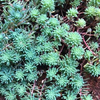 セダム パリダム の投稿画像一覧 Greensnap グリーンスナップ