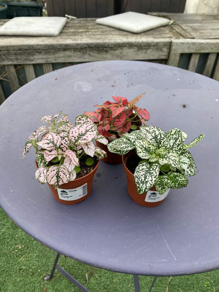 ヒポエステスの投稿画像 By チエさん 月1月25日 Greensnap グリーンスナップ