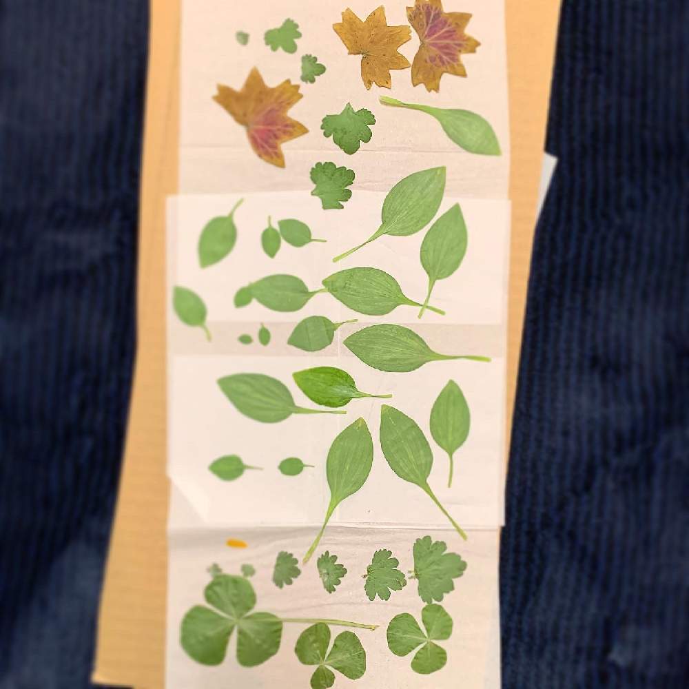 ホトケノザの投稿画像 By Tomo19さん もみじ葉ゼラニウムとムラサキカタバミとヤブミョウガと押し花と花のある暮らしと植物柄バッグ 月1月25日 Greensnap グリーンスナップ