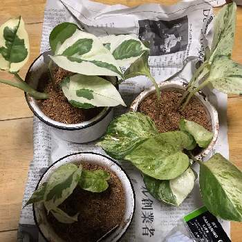 希少 Heart Exclamation 天芽 Heart Exclamation ポトス エクセレント Dai E Atai 植物 観葉植物 Cpmalaysia Com