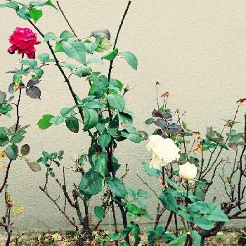薔薇は憧れの画像 by サタティさん | 松井山手と薔薇は憧れ