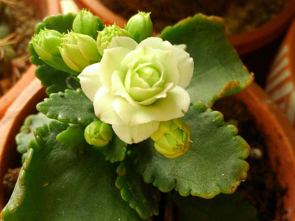 カランコエの記録(過去四年から)｜🍀GreenSnap（グリーンスナップ）
