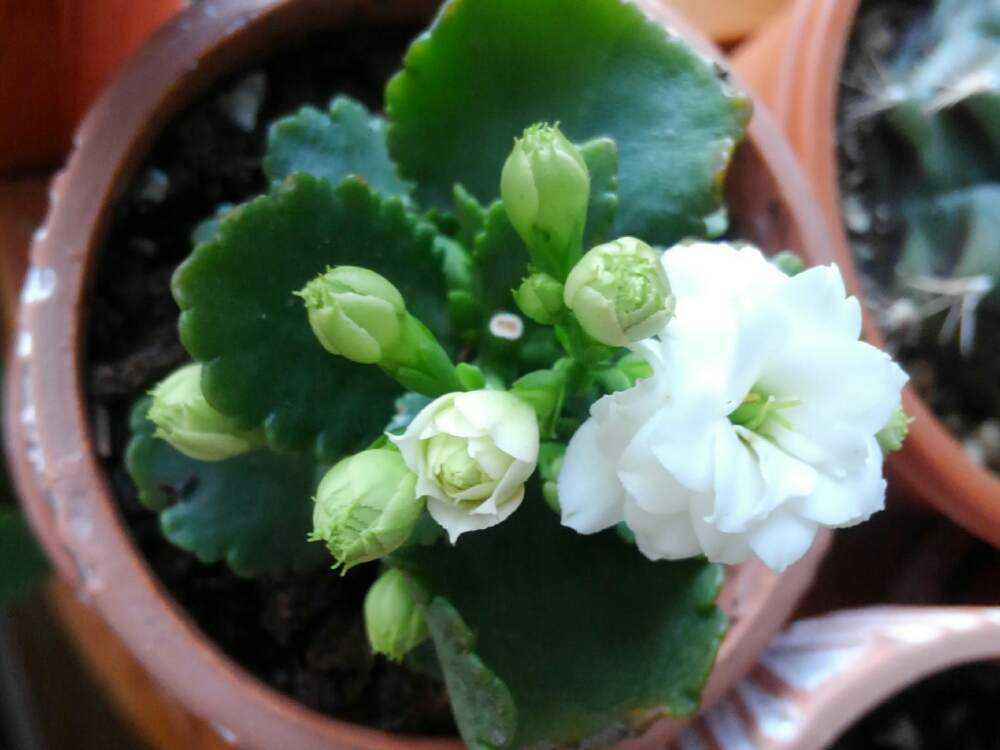 カランコエの記録(過去四年から)｜🍀GreenSnap（グリーンスナップ）