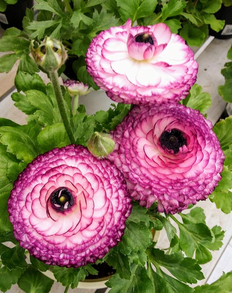 ホームセンターの投稿画像 By ビタミンr 1さん 花のある暮らし 月1月26日 Greensnap グリーンスナップ